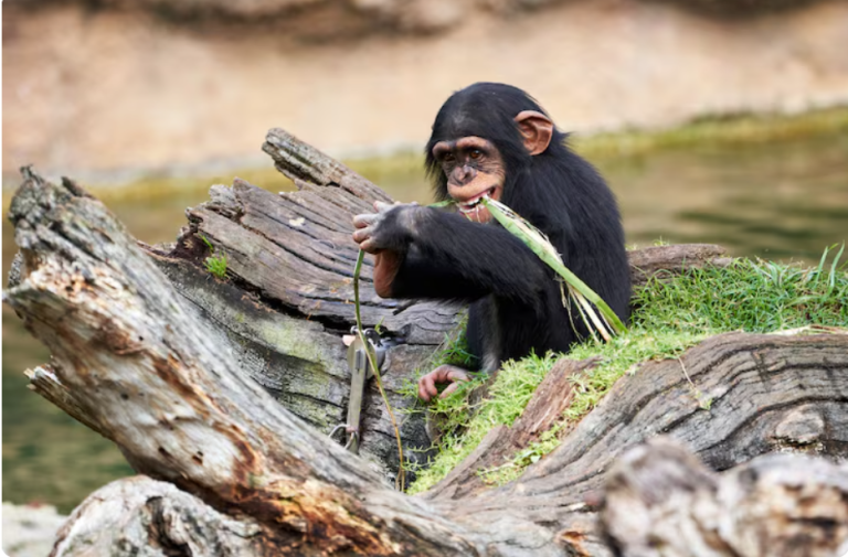 Unforgettable Encounters with Mountain Gorillas in East Africa